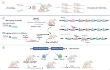 Characterization of organic anion transporting polypeptide (OATP)1B1 ...