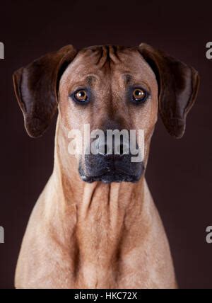 Portrait of an adorable Rhodesian ridgeback, studio shot, isolated on ...