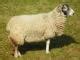 Swaledale sheep