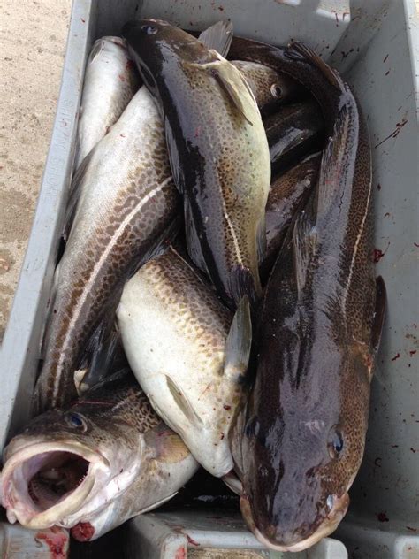 Cod fishery extended into spawning season … again