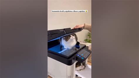 Acil link lazım 😻😸😹 - YouTube