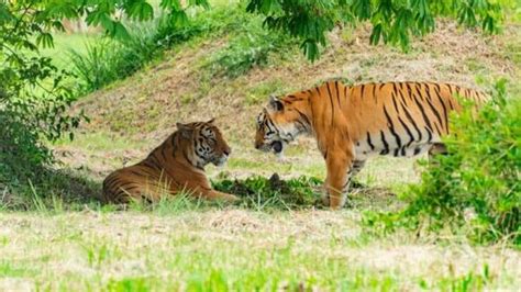 Why the Return of Apex Predators Could Save Entire Ecosystems - NewsBreak