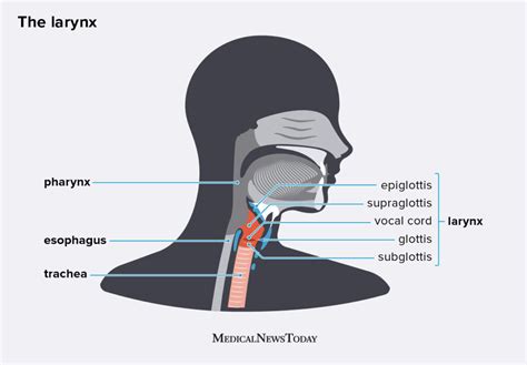 Larynx: Location, anatomy, function, and more