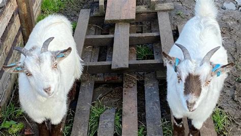 Farmer 'devastated' at theft of pygmy goat Archie - Yahoo
