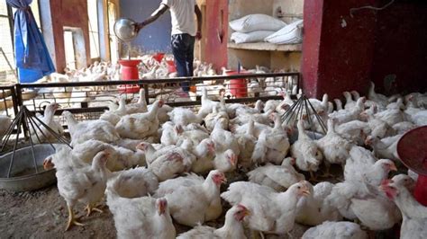 140 chickens die after blaring wedding music in UP, DJ booked - Rediff ...