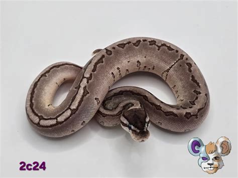 VPI Fire Pin Enchi Ball Python by Garland Exotics