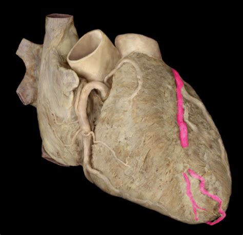 Apr Cardiovascular Flashcards Quizlet