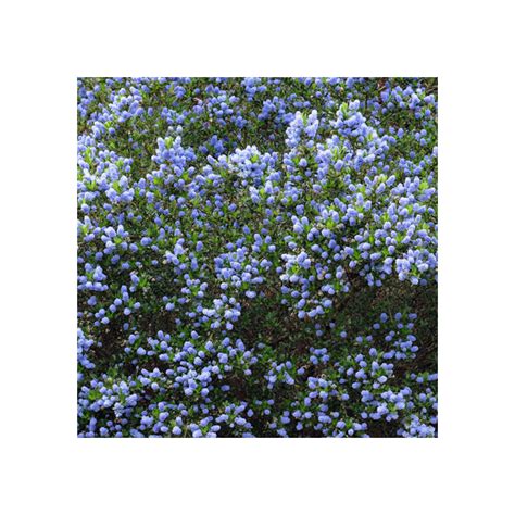 Ceanothus thyrsiflorus Skylark