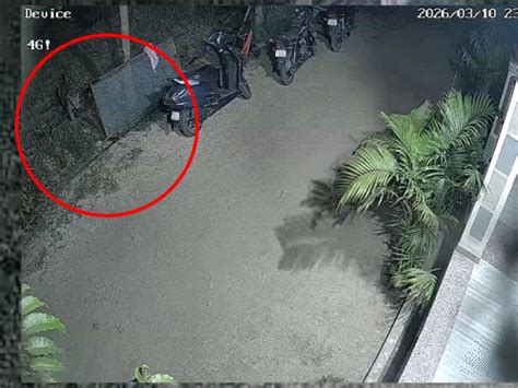 Pali Leopard Hunts Dog Over 7-Foot Wall | VIDEO