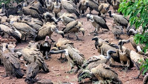 PRINLIN SAFARI TRAVEL & TOURS (2026) All You Need to Know BEFORE You Go ...