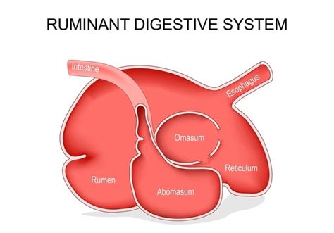 67 Digestive Process Animation Stock Vectors and Vector Art | Shutterstock