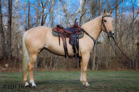 Really Pretty, Super Responsive, AQHA Palomino Mare, Ranch Ridden, Ropes