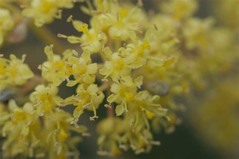 Pomaderris Intermedia Rhamnaceae Image At Plantsystematics Org