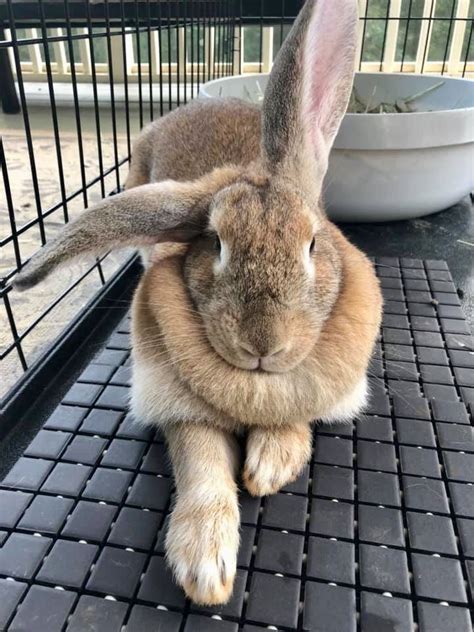 Adorable Brown Rabbit