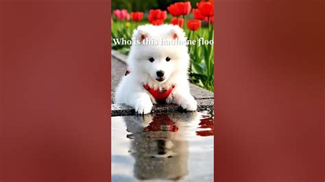 🎥Brave Samoyed Explores the Historic Heart of Szeged #samoyedsinh # ...