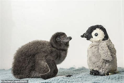 Rare penguin born at Dorset aquarium is given toy to keep him company ...
