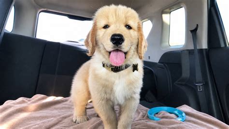 Golden retriever puppy runs the house