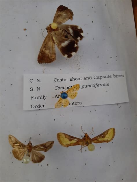 Insect Identification for B. Sc Agriculture Students Part -2