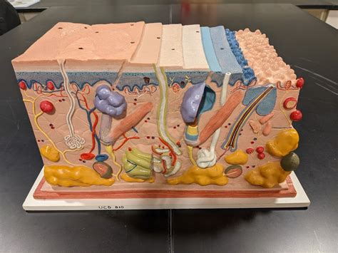 Integument Diagram | Quizlet