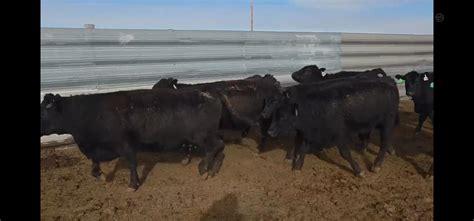 15 Purebred Angus - Cows For Sale in Mccool Junction, Nebraska ...