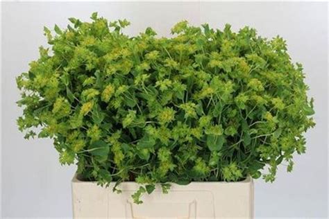 Bupleurum Rotundifol | Van der Plas