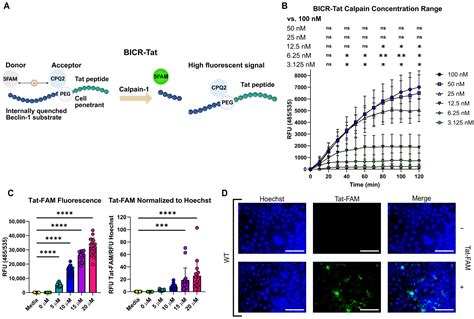 Detection of Calpain-Mediated Beclin-1 Cleavage for Drug Discovery in ...