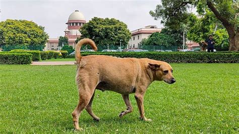 Right to live with dignity covers life without apprehension of dog ...