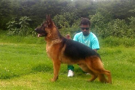 Slice Of Life: ‘My love for dogs knows no bounds’