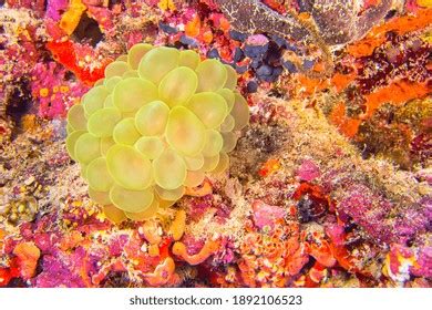 Muat turun kertas dinding Batu karang yang meriah meletus dengan ...