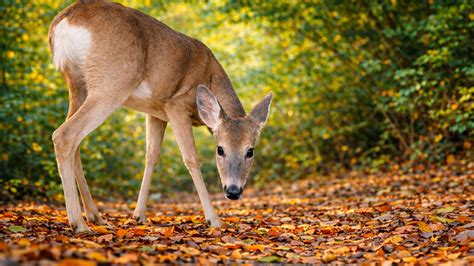 My camera trap recorded wildlife for four weeks