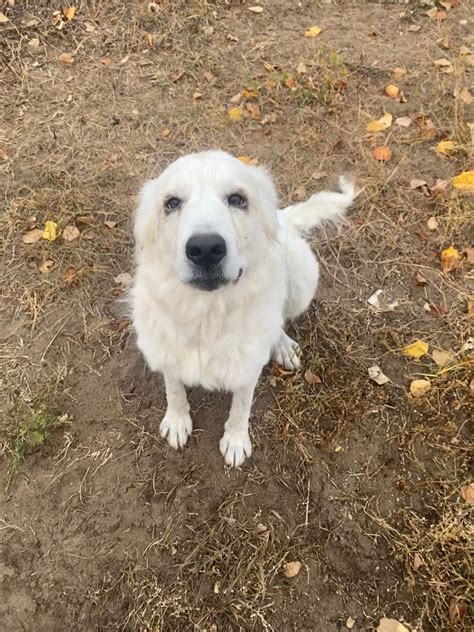 Pyrenees mix for rehoming | Dogs & Puppies for Rehoming | Edmonton ...