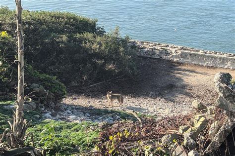 Male Coyote Swam 2 Miles to Alcatraz Island, Twice as Far as Biologists ...