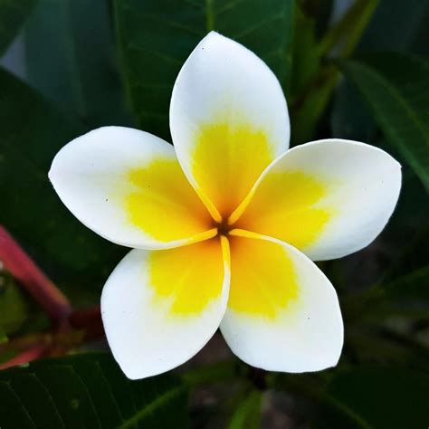 Are Plumeria Flowers Edible At Alan Holliday Blog