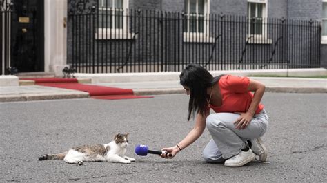 Larry the cat marks 15 years as No 10’s chief mouser – The Irish News