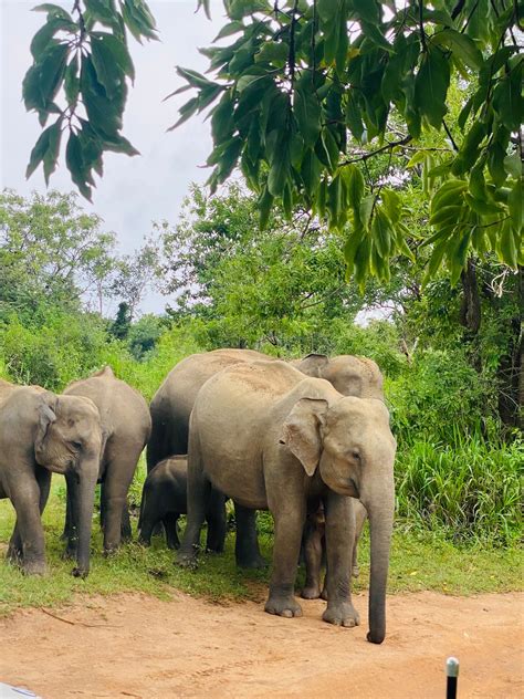 Private Jeep Safari with Elephant Expert