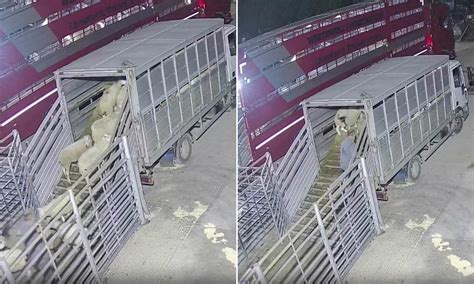 Moment farmer steals sheep from market in the darkness of night before ...
