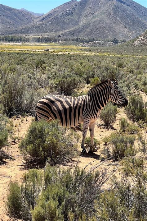 Full Day Aquila Game Reserve Tour 4-Nights Garden Route Safari ...