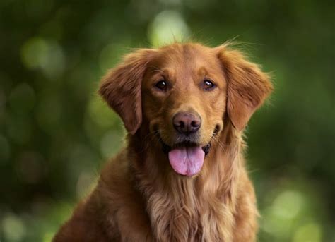 Cães mais inteligentes e leais: conheça 5 raças de cachorro que se ...