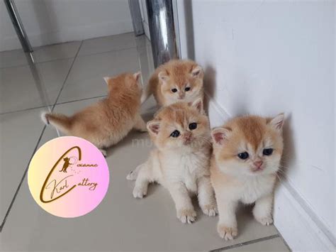 British Shorthair Golden Shaded Nv Wcf Cert Pets For Sale In Klang