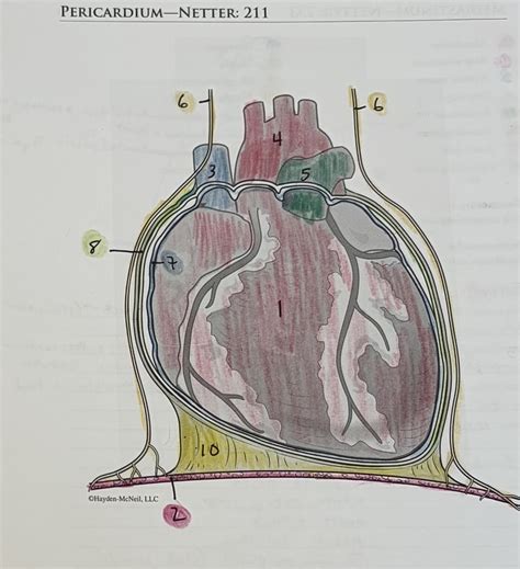 Pericardium Diagram | Quizlet