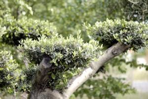 Comment Faire Un Arbre En Nuage Jardipartage