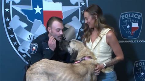 Dog rescued after being shot in failed euthanasia attempt finds forever ...
