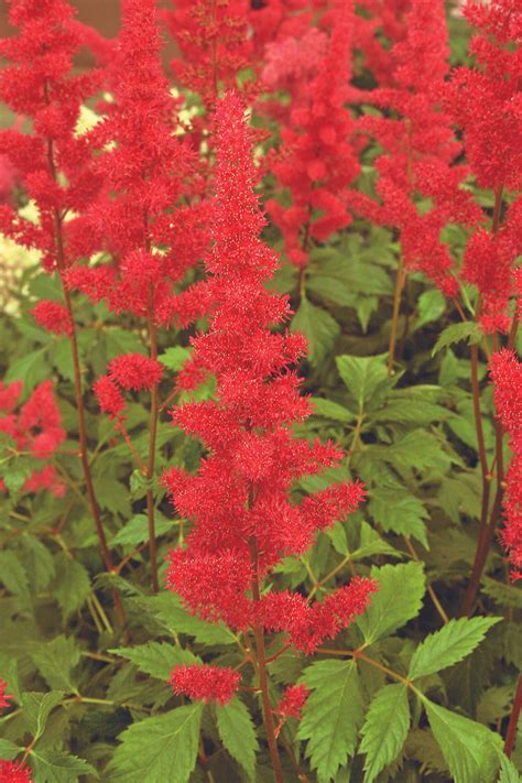 Fanal Astilbe - 1 Gallon Container — Lawns of Tulsa