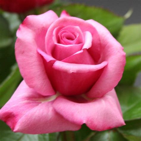 Barbra Streisand Hybrid Tea Roses Heirloom Roses Tea Roses