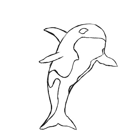 Killer Whale Outline Drawing At Explore Collection