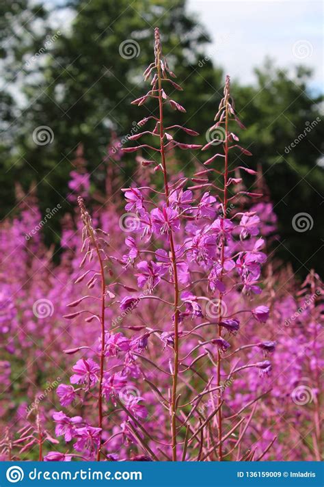 Meadow Of Bright Pink Fireweed Flowers Stock Image Image Of Colorful