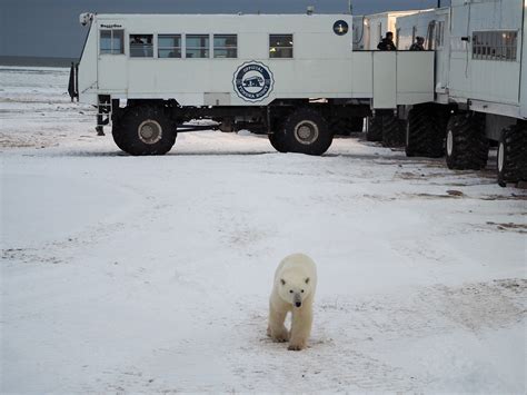 How To See Polar Bears In Churchill A Polar Bear Tour For Your Bucket List