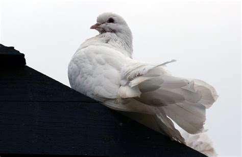 Little White Dove Colchester Zoo Monday November 5th 2 Keven