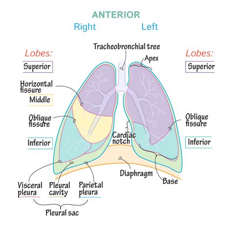 Lung Lobe Anatomy Anatomy Drawing Diagram