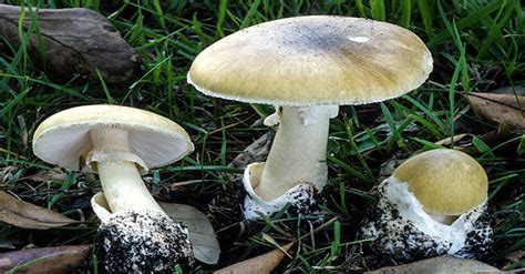 The Most Deadly Fungus In The World